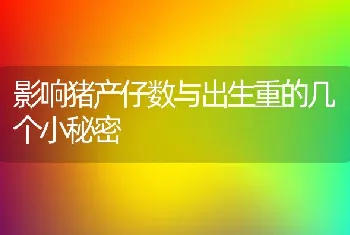 影响猪产仔数与出生重的几个小秘密