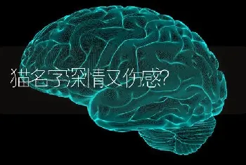 猫名字深情又伤感？