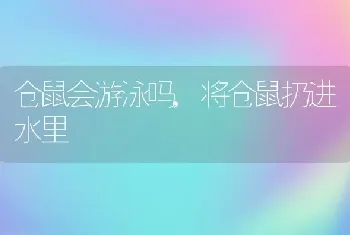 仓鼠会游泳吗，将仓鼠扔进水里