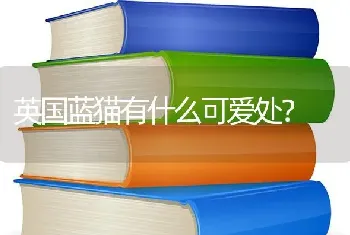 家里忽然来了新猫，怎么让它们和原本就在的猫和睦相处？