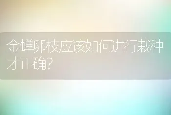 金蝉卵枝应该如何进行栽种才正确？