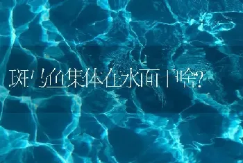 斑马鱼集体在水面干啥？