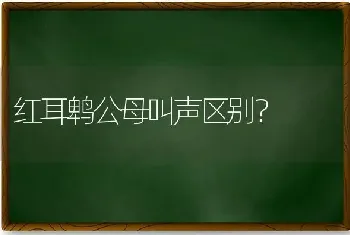 红耳鹎公母叫声区别？