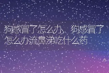 狗感冒了怎么办，狗感冒了怎么办流鼻涕吃什么药