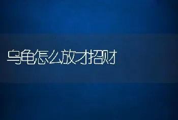 乌龟怎么放才招财