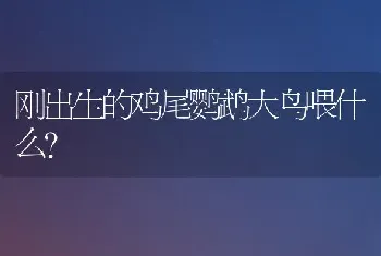 刚出生的鸡尾鹦鹉大鸟喂什么？