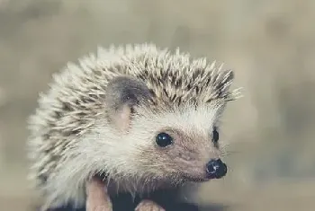 刺猬价格多少钱