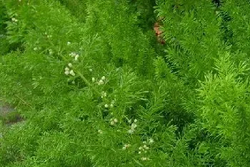 天门冬怎么用来酿酒?天门冬的种植技术