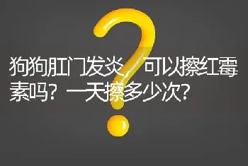 狗狗肛门发炎，可以擦红霉素吗？一天擦多少次？