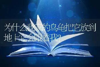 为什么我家的乌龟把它放到地上它会跟着我？