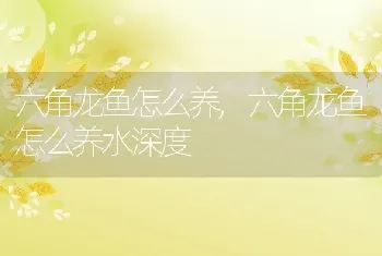 六角龙鱼怎么养，六角龙鱼怎么养水深度