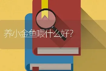 养小金鱼喂什么好？