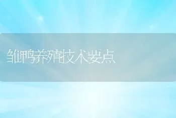 雏鸭养殖技术要点