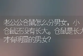 老公公仓鼠怎么分男女，小仓鼠还没有长大。仓鼠是长大才有明显的男女？