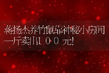 蒋扬杰养竹鼠靠神秘小房间一斤卖出100元！