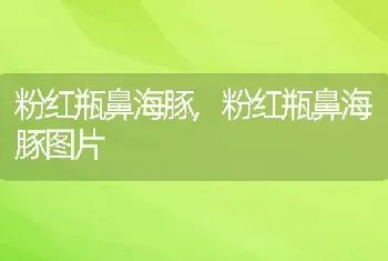 粉红瓶鼻海豚，粉红瓶鼻海豚图片