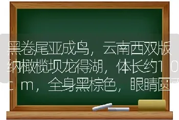 黑卷尾亚成鸟，云南西双版纳橄榄坝龙得湖，体长约10cm，全身黑棕色，眼睛圆而亮，嘴尖？