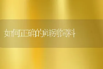 番鸭冬季养殖要点