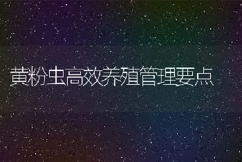 黄粉虫高效养殖管理要点