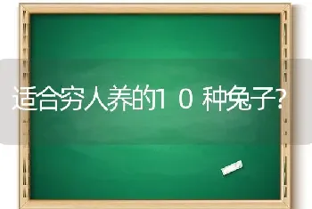 适合穷人养的10种兔子？