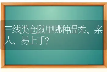 三线类仓鼠里哪种温柔、亲人、易上手？