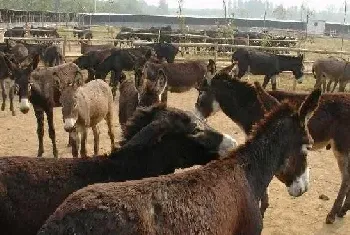 肉驴育肥方法与技术要点