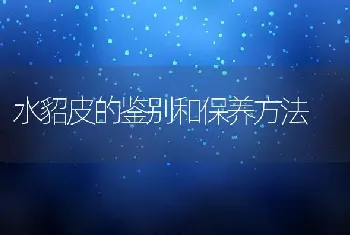 水貂皮的鉴别和保养方法