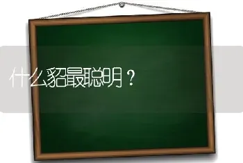 什么貂最聪明？