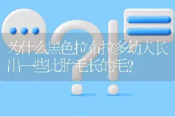 为什么黑色拉布拉多幼犬长出一些比胎毛长的毛？