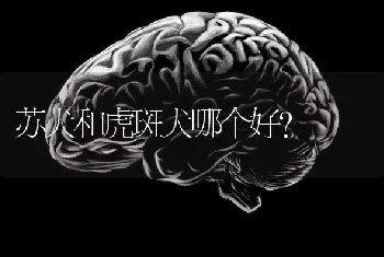 怎么培养狗狗护主？