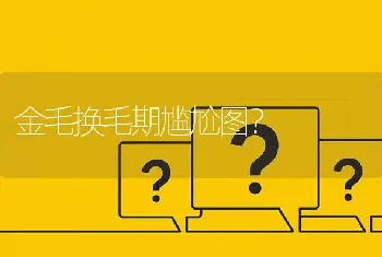 金毛换毛期尴尬图？