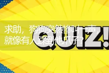 求助，狗狗突然惨叫一声，就像有人踩到他爪子？