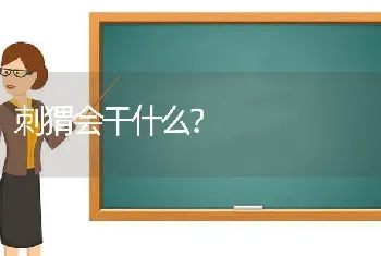 为什么比熊打了还不长记性？