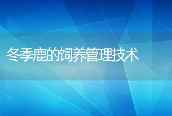 冬季鹿的饲养管理技术