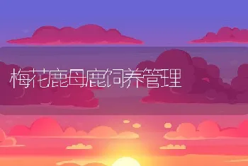 梅花鹿母鹿饲养管理