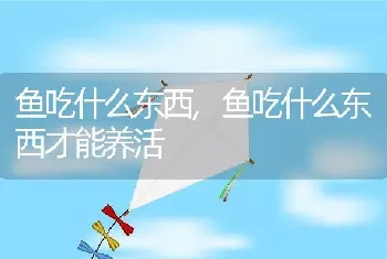 鱼吃什么东西，鱼吃什么东西才能养活