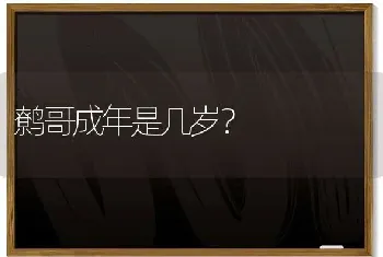 小鼠、大鼠、豚鼠的区别？