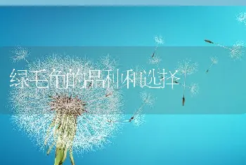 绿毛龟的品种和选择