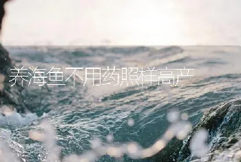 养海鱼不用药照样高产