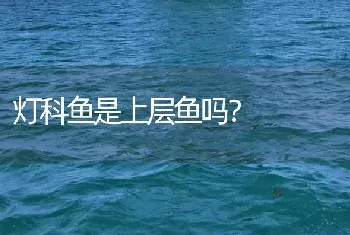 灯科鱼是上层鱼吗？