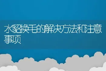 水貂换毛的解决方法和注意事项