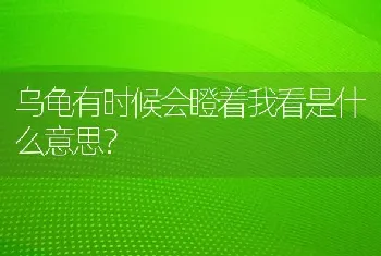 乌龟有时候会瞪着我看是什么意思？