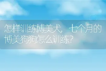 怎样训练博美犬，七个月的博美狗狗怎么训练？