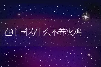 在中国为什么不养火鸡