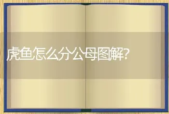 虎鱼怎么分公母图解？