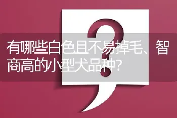 有哪些白色且不易掉毛、智商高的小型犬品种？