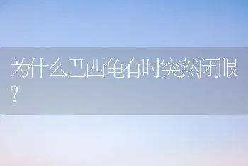 为什么巴西龟有时突然闭眼？