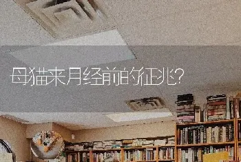 母猫来月经前的征兆？