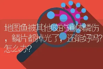 地图鱼被其他咬的遍体鳞伤，鳞片都掉光了，还能好吗？怎么办？