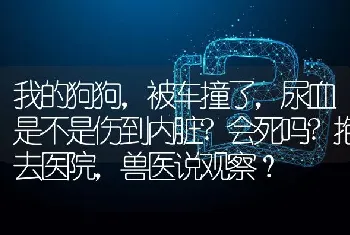 我的狗狗，被车撞了，尿血是不是伤到内脏?会死吗?抱去医院，兽医说观察？